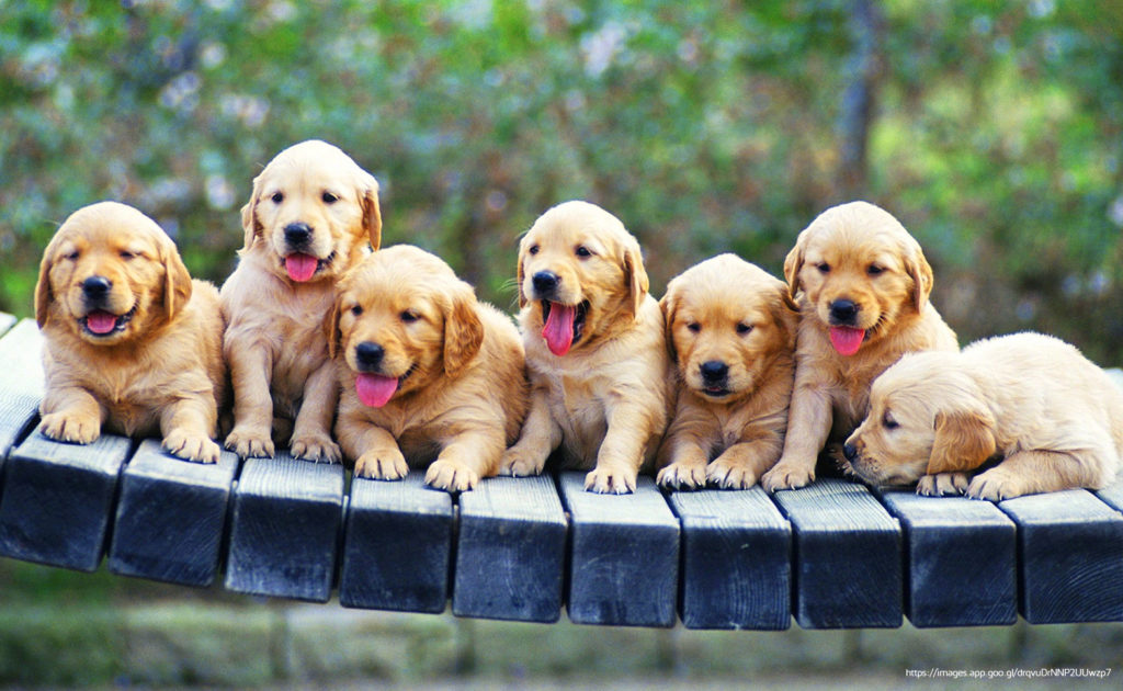 Puppies Zoom Background