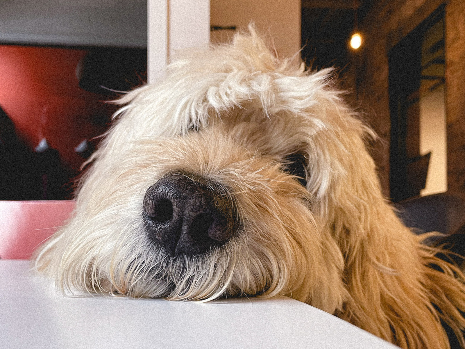 Owen, the first canine Ingenuity Design employee, resting his chin flat on a white table and looking forward.