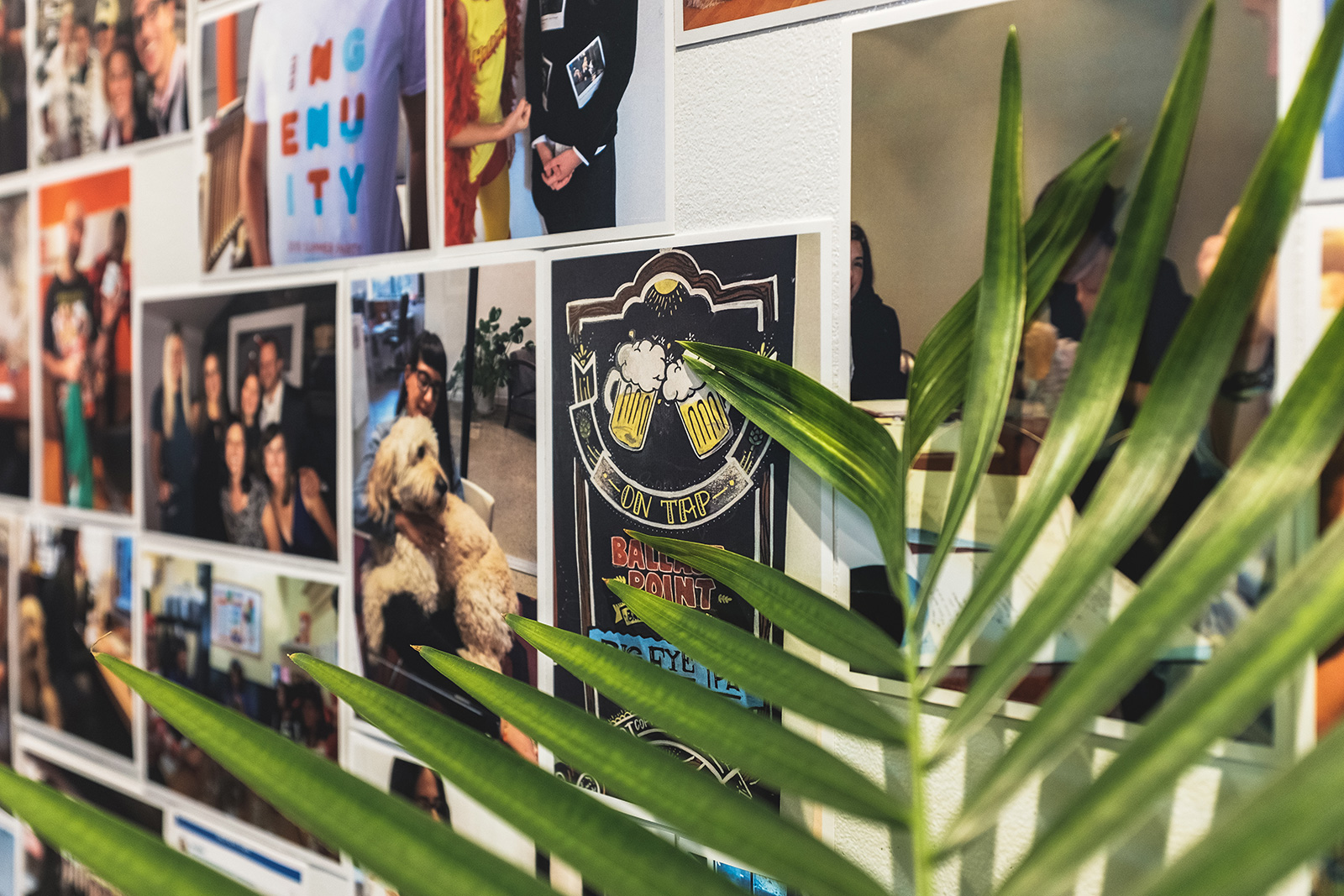 A vibrant wall board displaying printed photographs from various Ingenuity Design team events behind a green palm leaf.