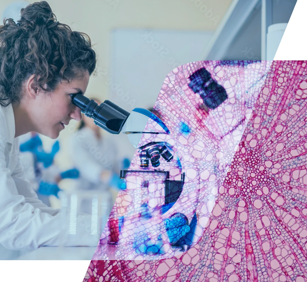 A researcher using a microscope next to a layered, bright pink geometric visual layout of molecular cells.